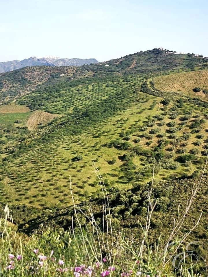 Finca/Country House for sale in Colmenar - € 1,300,000 (Ref: 6872980)