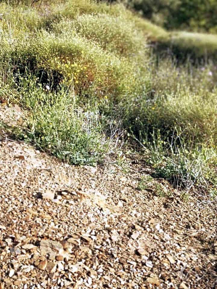 Finca/Country House for sale in Colmenar - € 1,300,000 (Ref: 6872980)