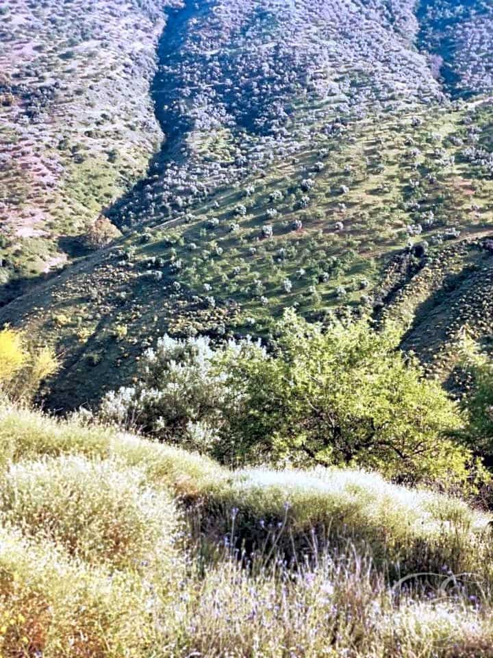 Finca/Country House for sale in Colmenar - € 1,300,000 (Ref: 6872980)