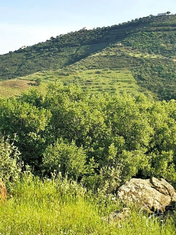 Finca/Country House for sale in Colmenar - € 1,300,000 (Ref: 6872980)