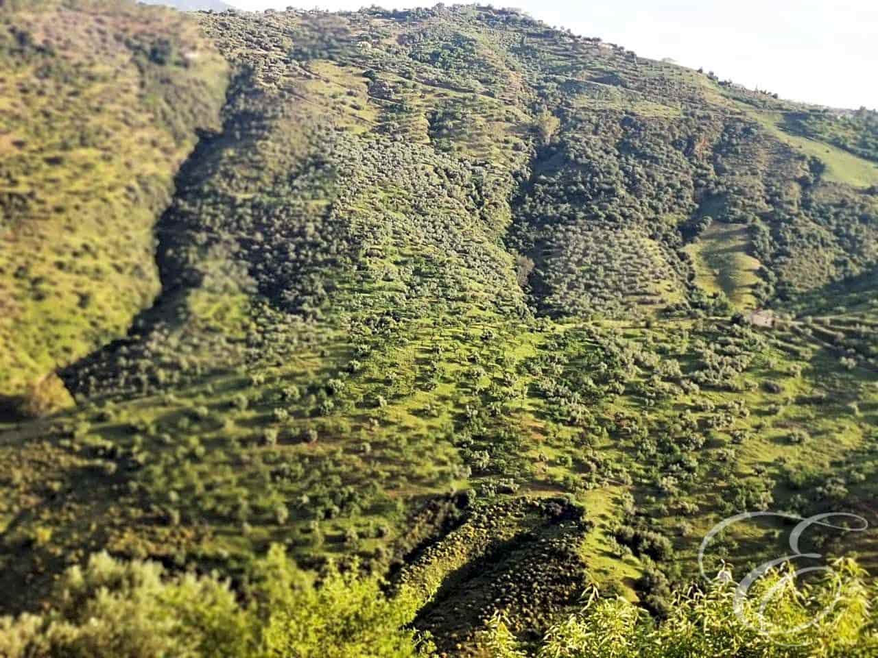 Finca/Country House for sale in Colmenar - € 1,300,000 (Ref: 6872980)