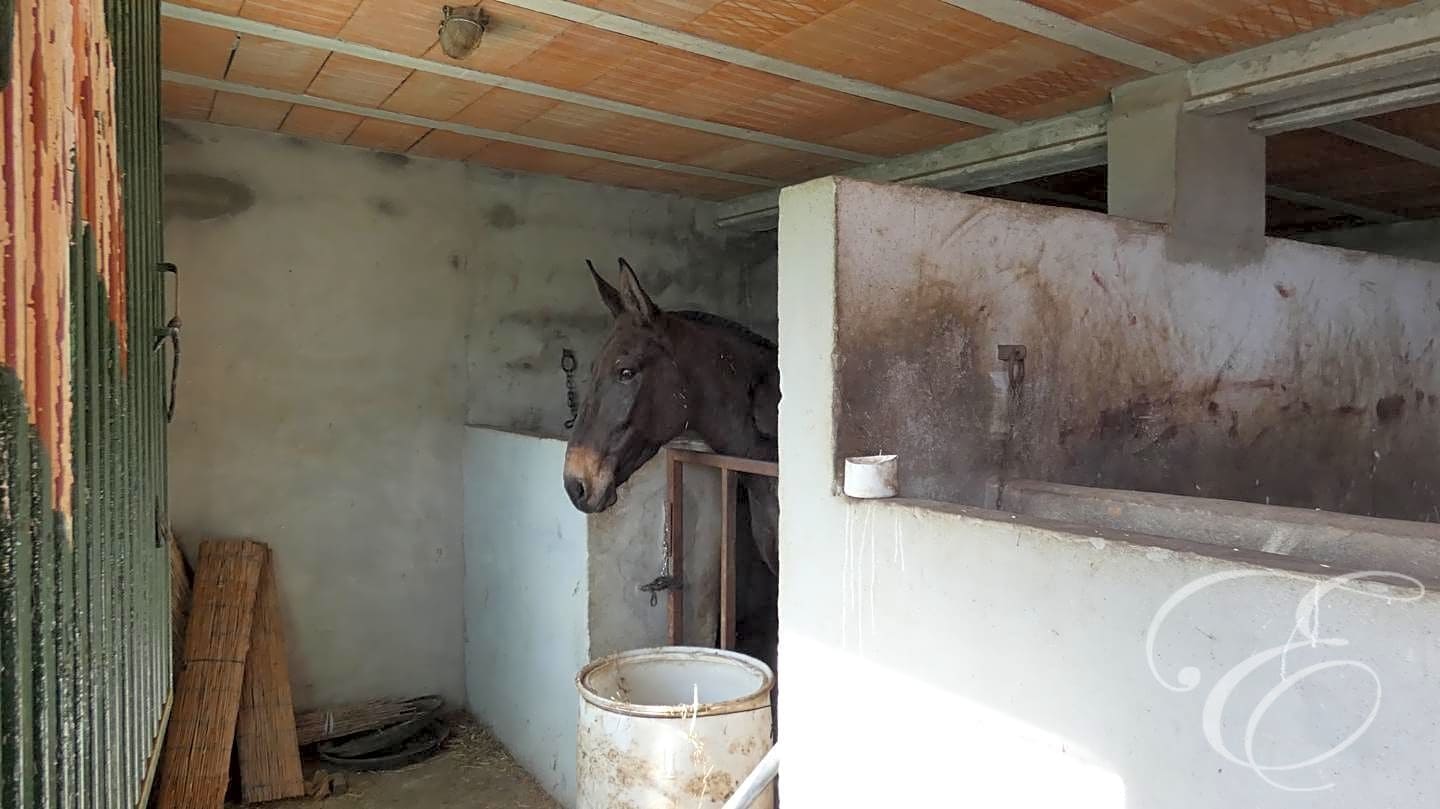 3 soverom Finca/Herregård til salgs i Sedella med svømmebasseng garasje - € 395 000 (Ref: 8119706)