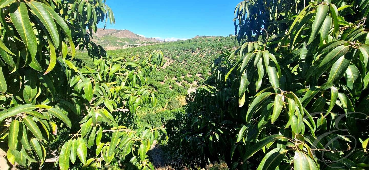 5 soveværelse Finca/Landehus til salg i Velez-Malaga med swimmingpool - € 695.000 (Ref: 8560439)