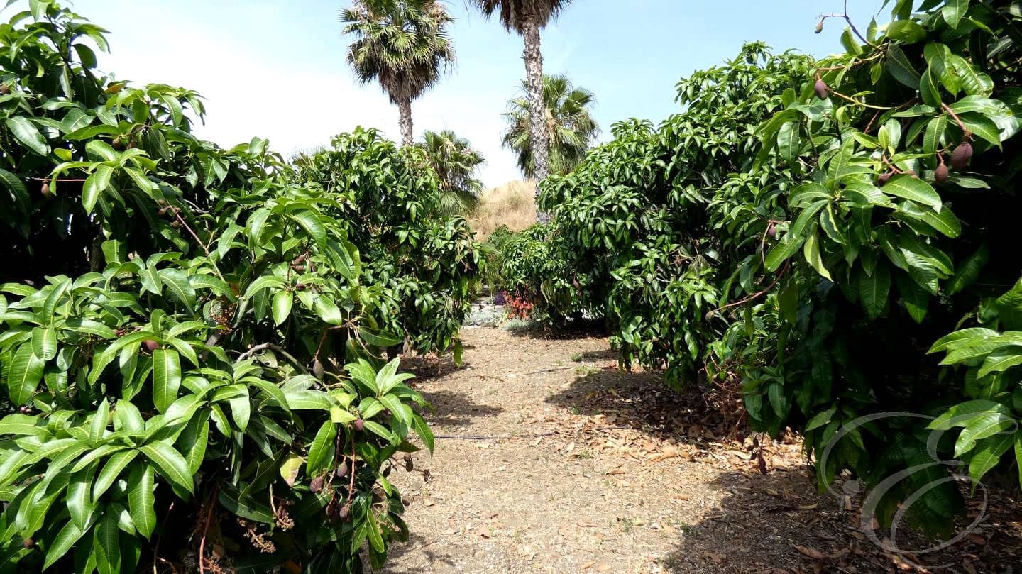 3 camera da letto Finca/Casa di Campagna in vendita in Benamargosa - 350.000 € (Rif: 9064456)