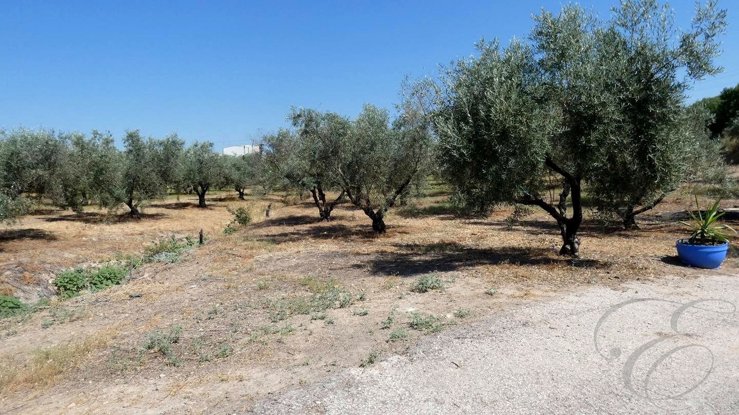 12 soveværelse Finca/Landehus til salg i Montilla med swimmingpool garage - € 1.500.000 (Ref: 9113461)