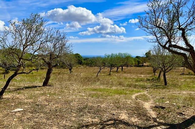 Bauplatz zu verkaufen in Alqueria Blanca, Santanyí - 2.000.000 € (Ref: 10183157)