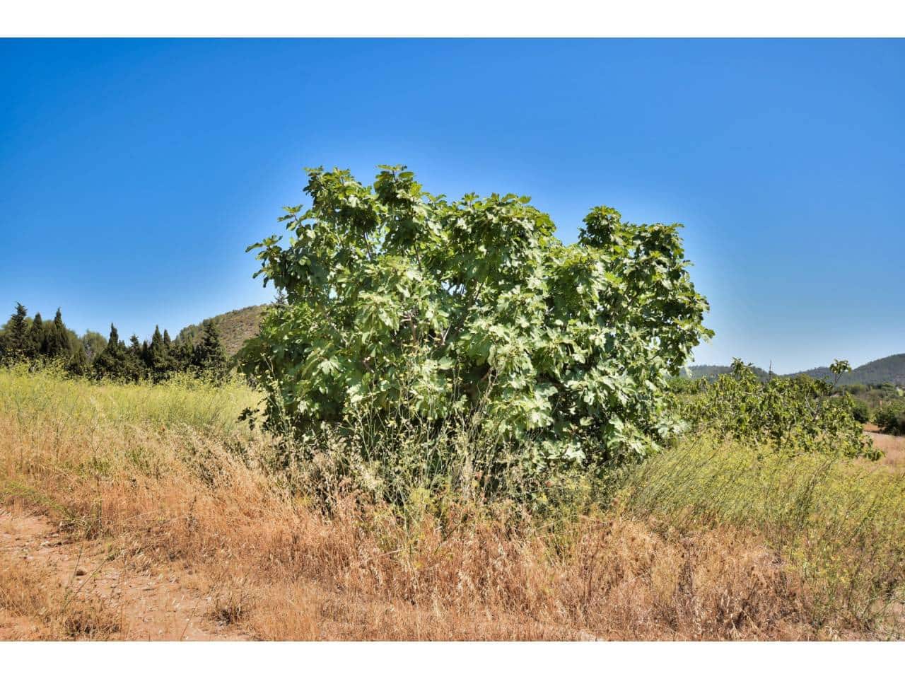 2 soverom Finca/Herregård til salgs i Son Servera - € 1 499 000 (Ref: 7715959)