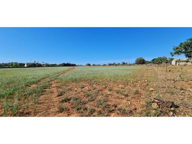 Undeveloped Land for sale in Santa Margalida - € 1,499,000 (Ref: 8382203)