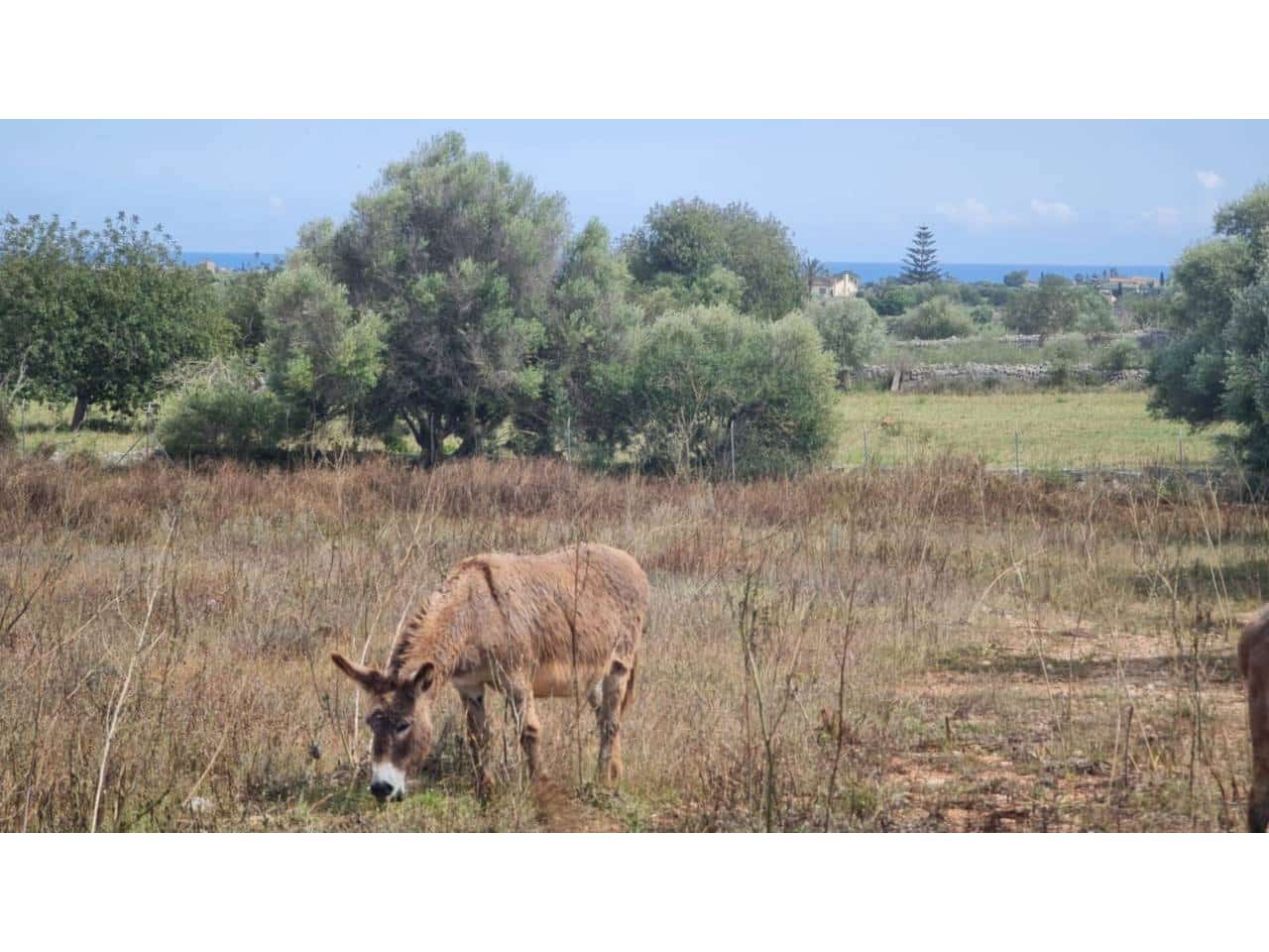 Villa for sale in Manacor - € 390,000 (Ref: 8983856)
