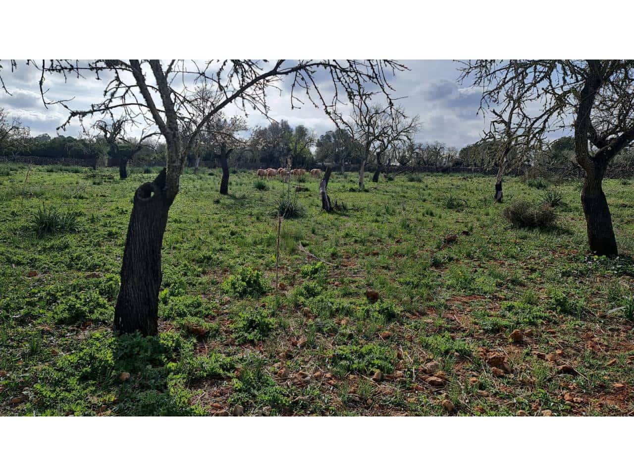 Finca/Country House for sale in Santa Margalida - € 285,000 (Ref: 9108371)