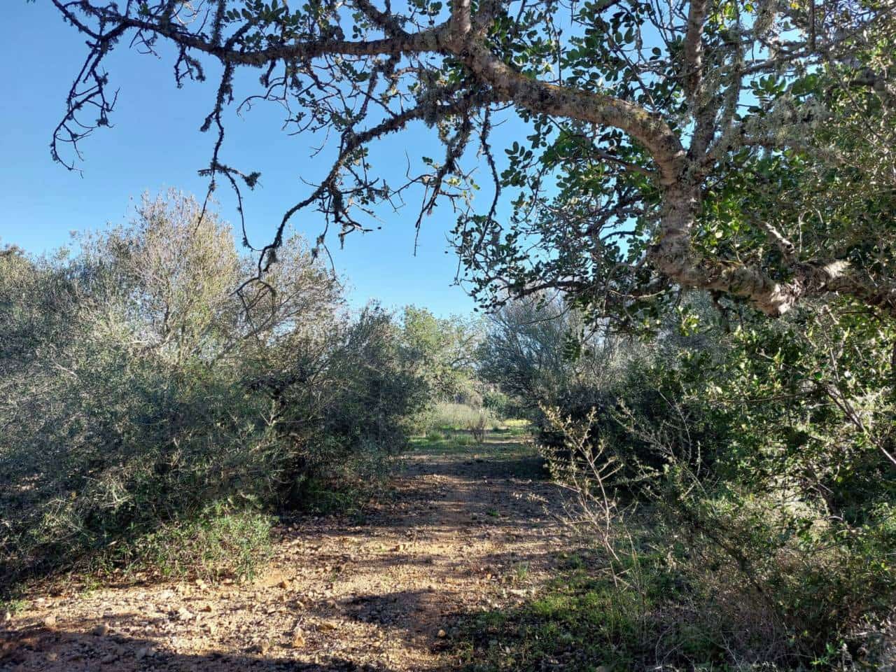 Teren niezagospodarowany na sprzedaż w Sant Llorenc des Cardassar - 285 000 € (Ref: 9329835)