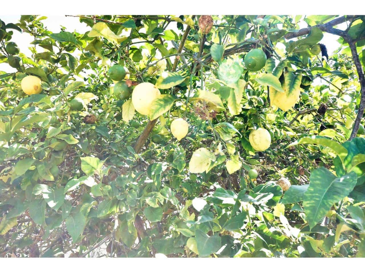 4 chambre Villa/Maison à vendre à Sa Coma avec piscine - 737 000 € (Ref: 9329837)