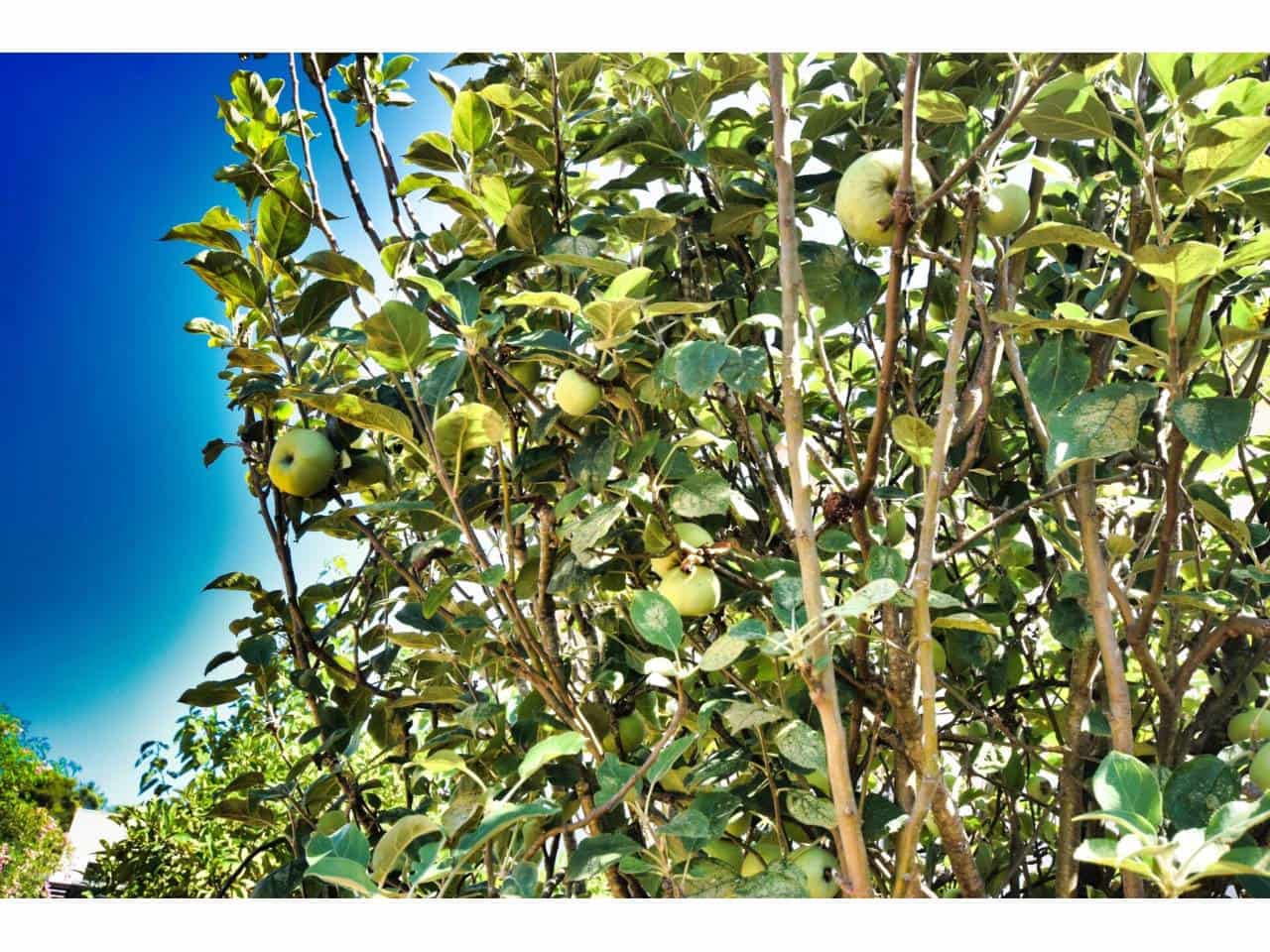 4 chambre Villa/Maison à vendre à Sa Coma avec piscine - 737 000 € (Ref: 9329837)