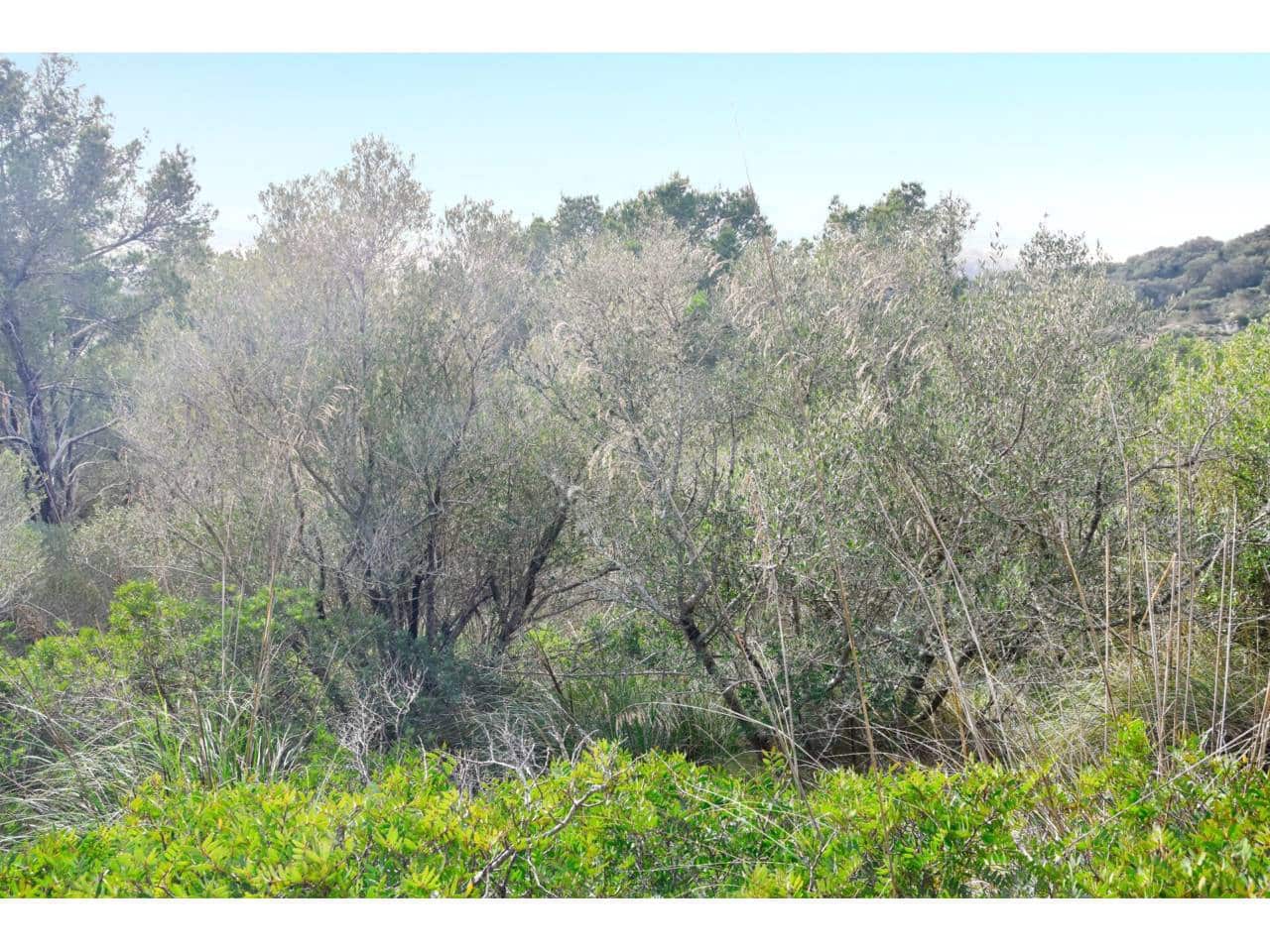 Finca/Landgut zu verkaufen in Manacor - 485.000 € (Ref: 9468017)