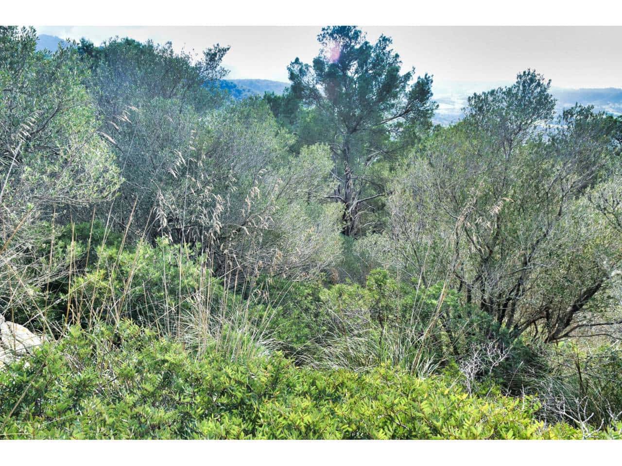 Finca/Landgut zu verkaufen in Manacor - 485.000 € (Ref: 9468017)