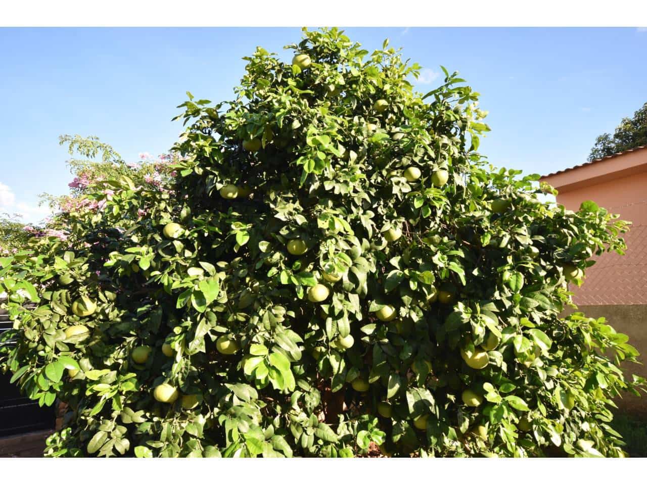 4 bedroom Villa for sale in Sa Coma with pool - € 757,000 (Ref: 9503615)