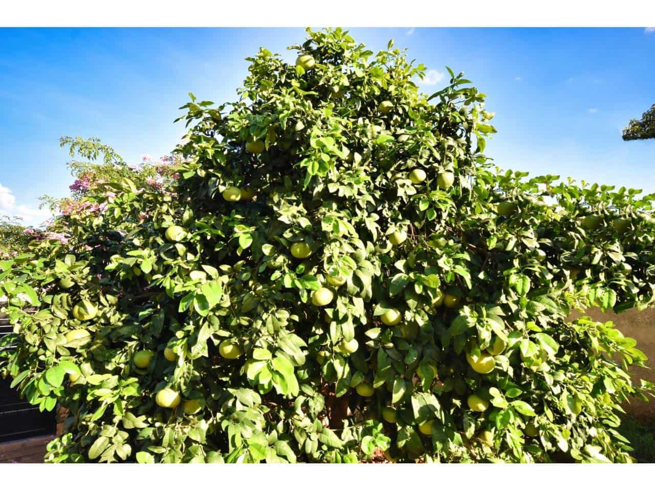 4 bedroom Villa for sale in Sa Coma with pool - € 757,000 (Ref: 9503615)