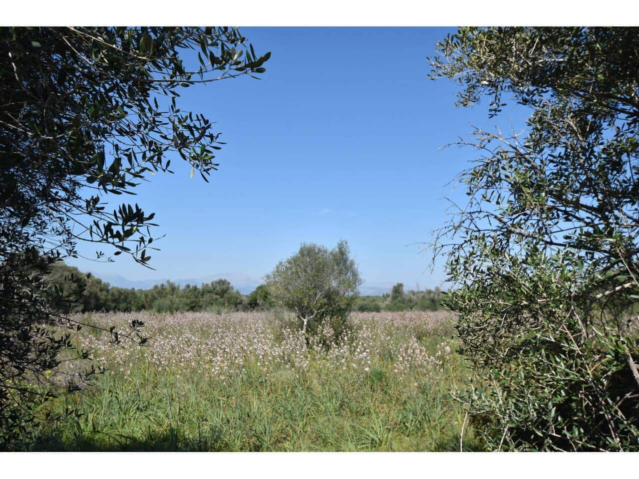 Finca/Country House for sale in Santa Margalida - € 241,000 (Ref: 9719186)