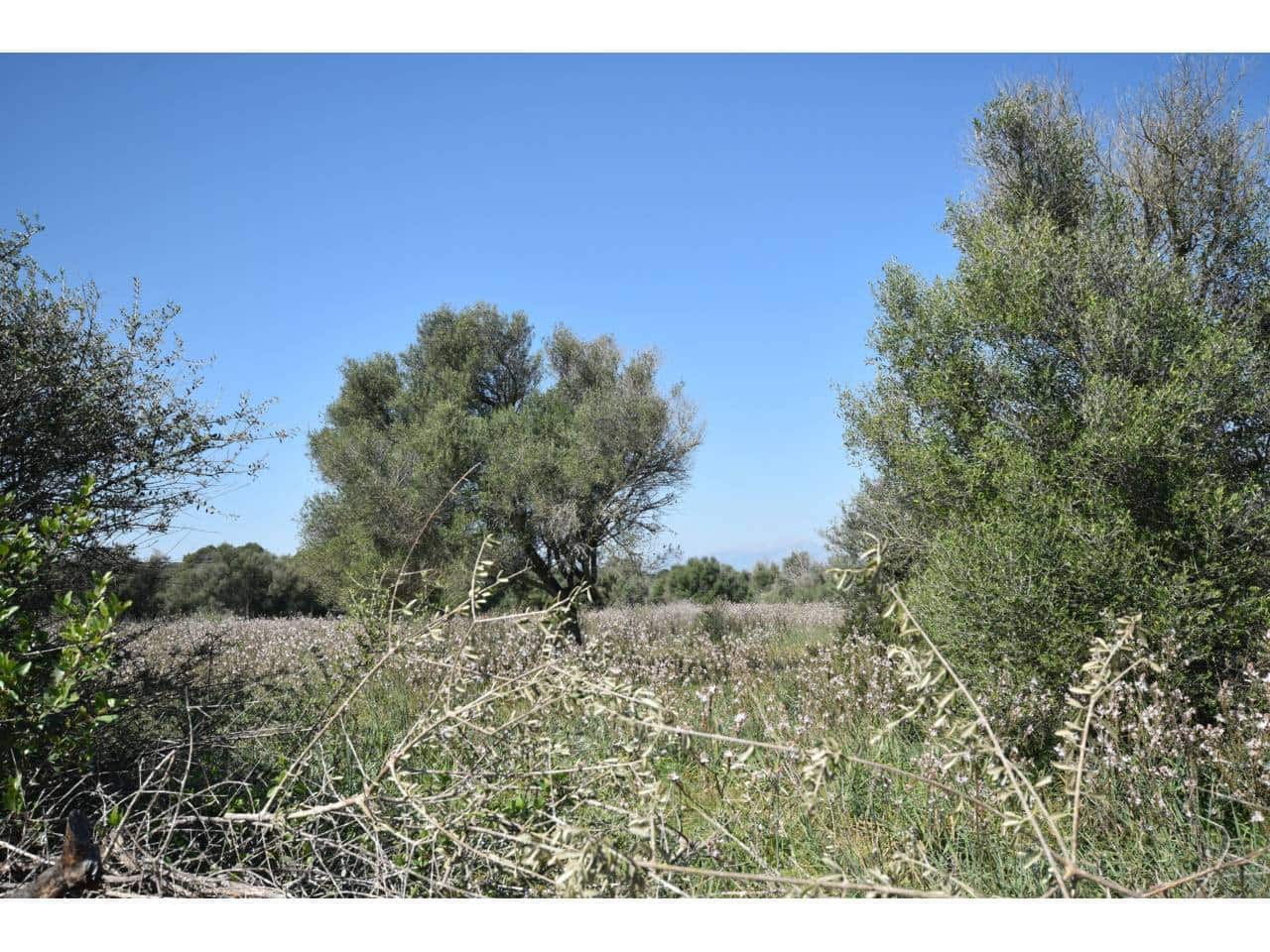 Finca/Country House for sale in Santa Margalida - € 241,000 (Ref: 9719186)