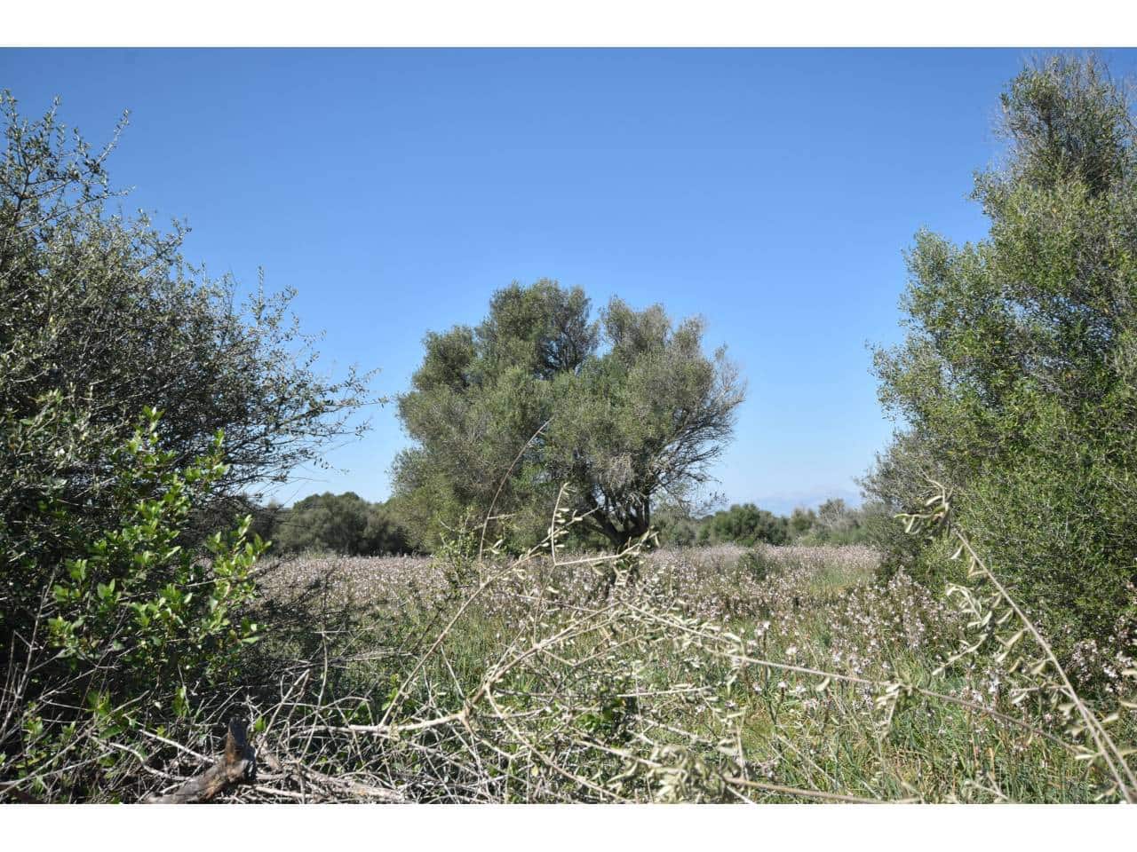 Finca/Country House for sale in Santa Margalida - € 241,000 (Ref: 9719186)