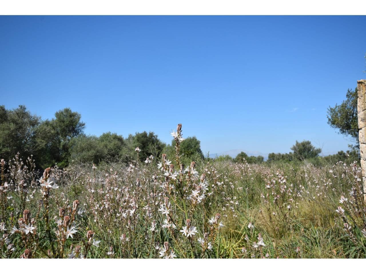 Finca/Country House for sale in Santa Margalida - € 241,000 (Ref: 9719186)