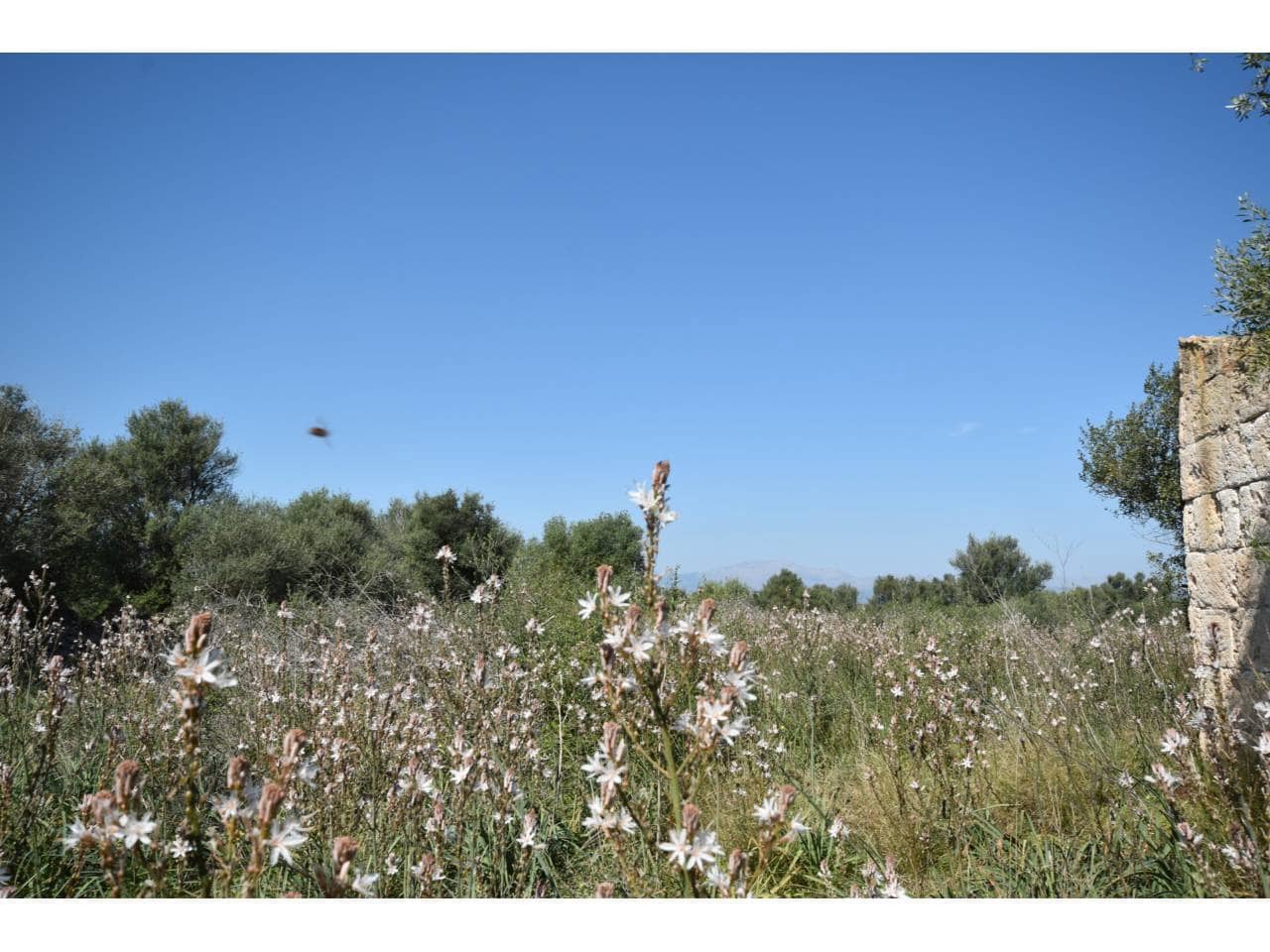 Finca/Country House for sale in Santa Margalida - € 241,000 (Ref: 9719186)