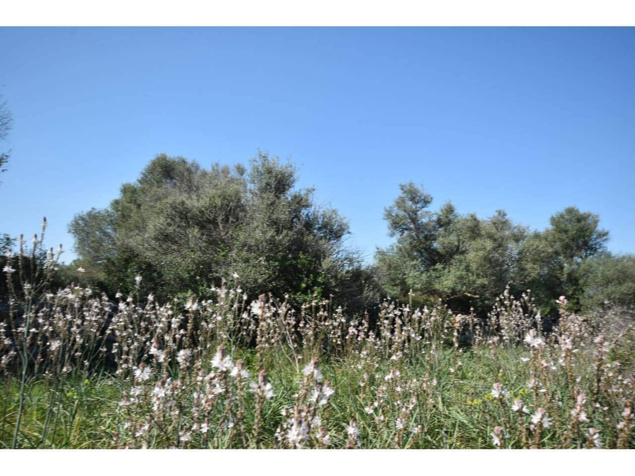 Finca/Country House for sale in Santa Margalida - € 241,000 (Ref: 9719186)