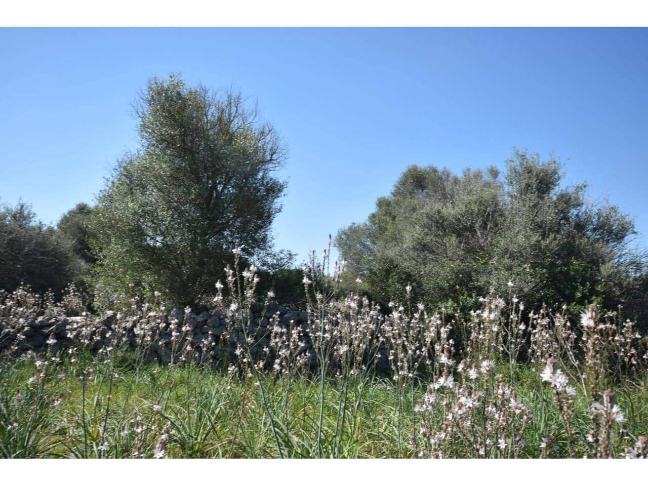 Finca/Country House for sale in Santa Margalida - € 241,000 (Ref: 9719186)