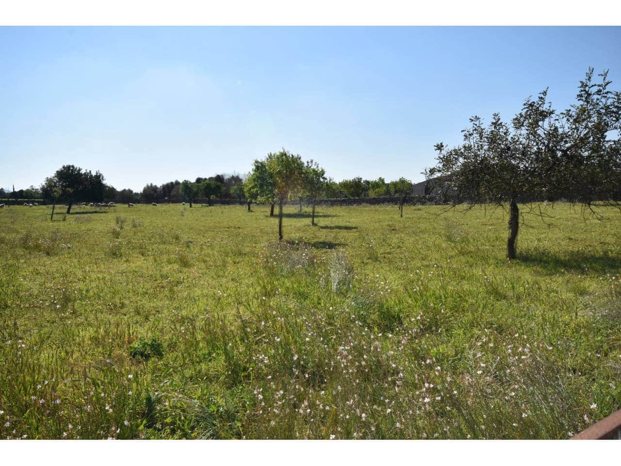 Undeveloped Land for sale in Santa Margalida - € 313,000 (Ref: 9720991)