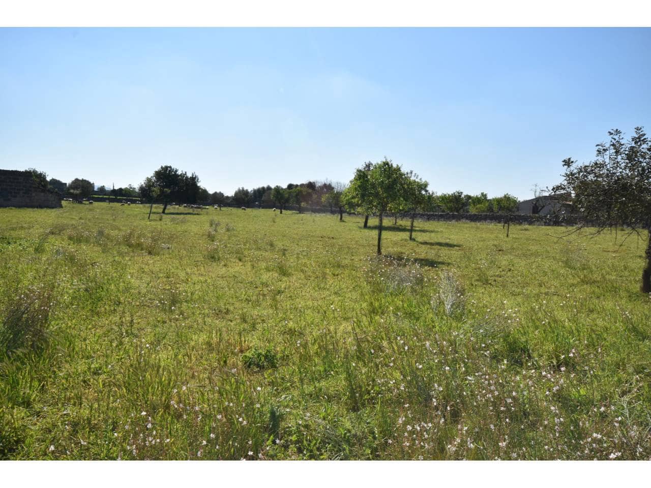 Undeveloped Land for sale in Santa Margalida - € 313,000 (Ref: 9720991)