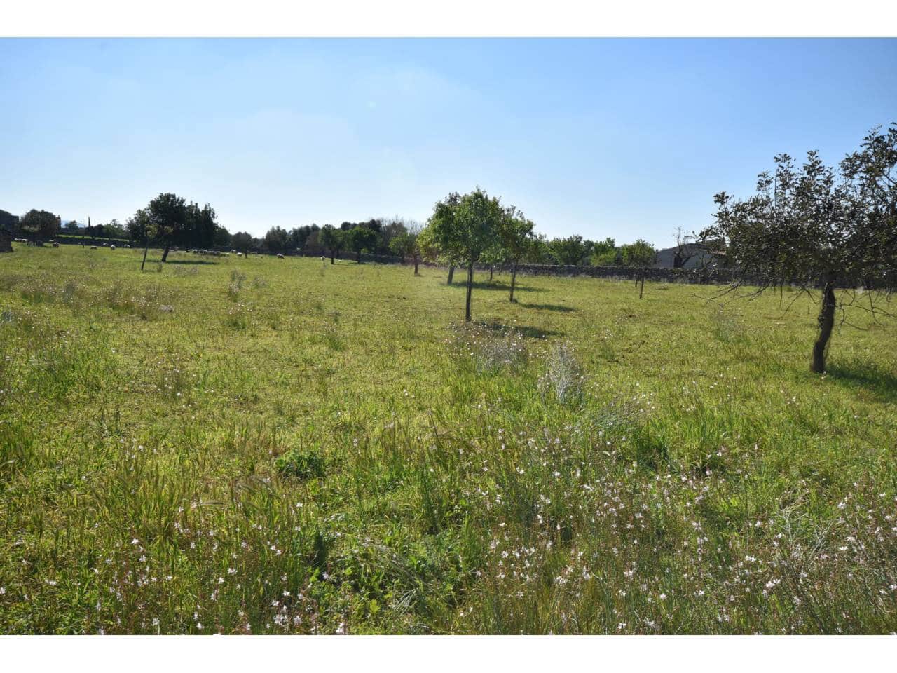 Undeveloped Land for sale in Santa Margalida - € 313,000 (Ref: 9720991)