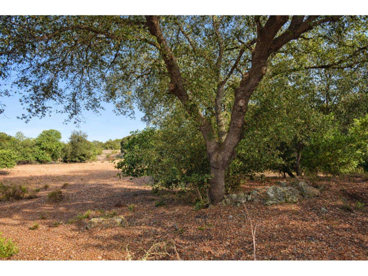 Finca/Landehus til salg i Arta - € 995.000 (Ref: 9997959)