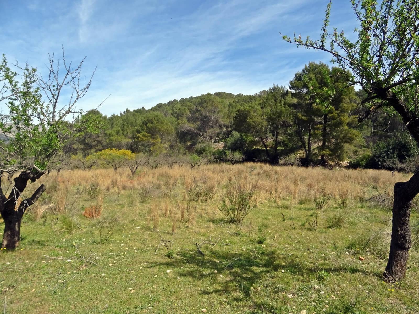 Area Edificabile in vendita in Murla - 100.000 € (Rif: 10157896)