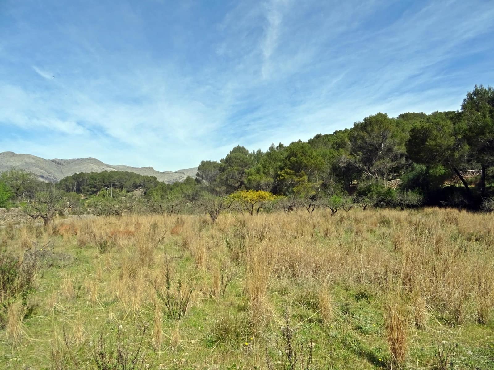 Area Edificabile in vendita in Murla - 100.000 € (Rif: 10157896)