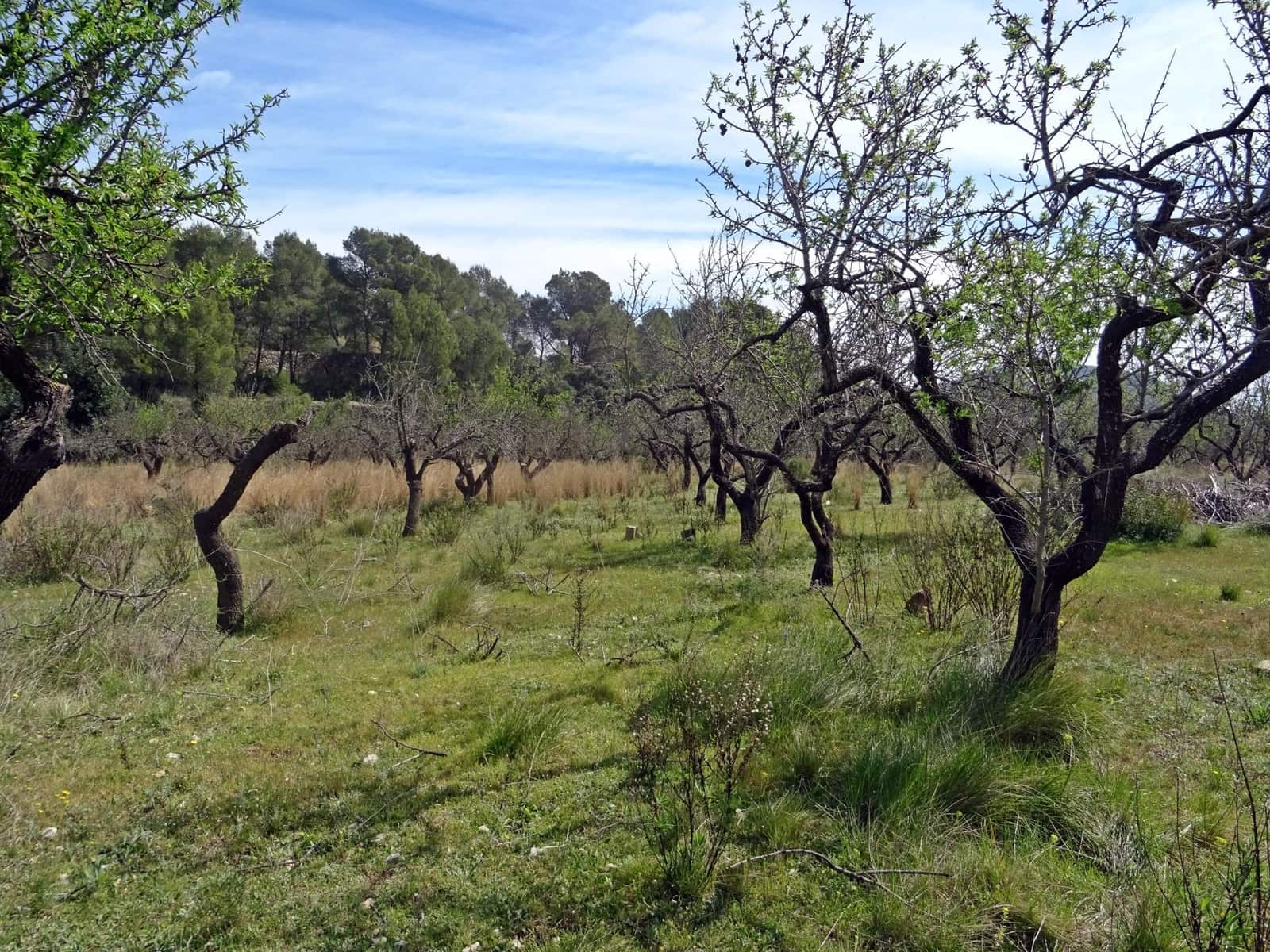 Area Edificabile in vendita in Murla - 100.000 € (Rif: 10157896)