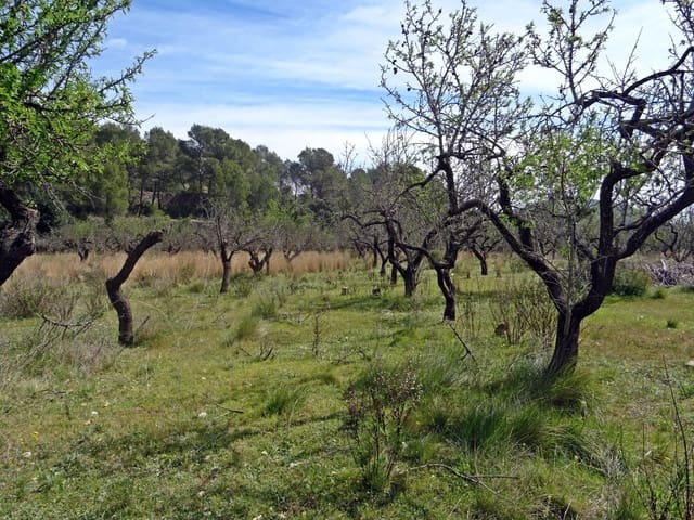 Solar/Parcela en Murla en venta - 100.000 € (Ref: 10157896)