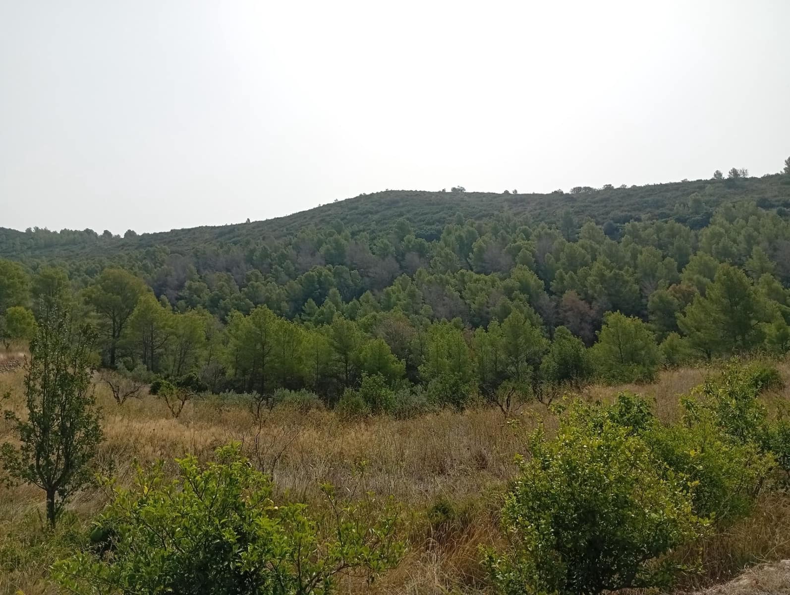 2 bedroom Finca/Country House for sale in Jalon / Xalo - € 263,000 (Ref: 10157901)