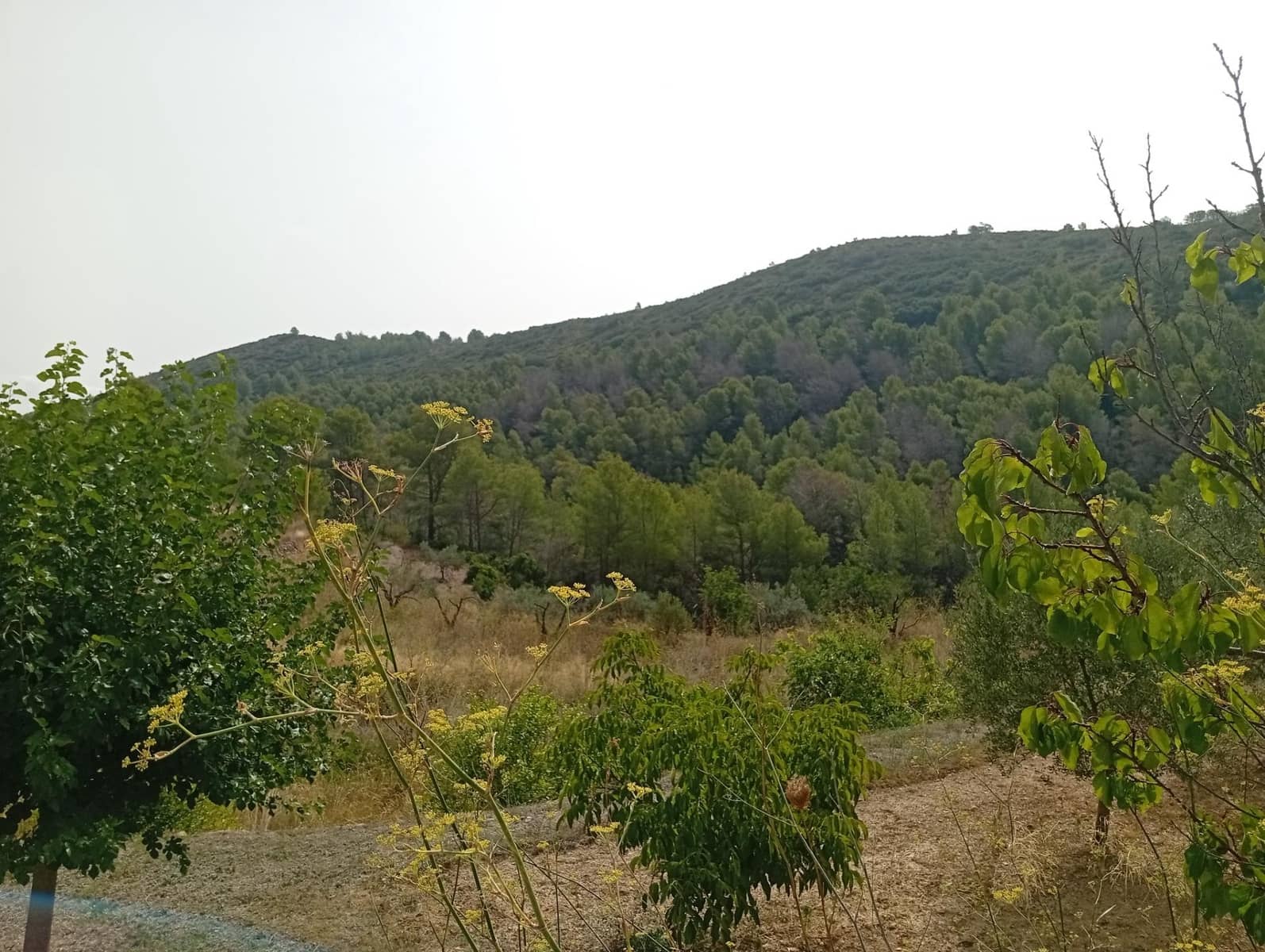 2 bedroom Finca/Country House for sale in Jalon / Xalo - € 263,000 (Ref: 10157901)