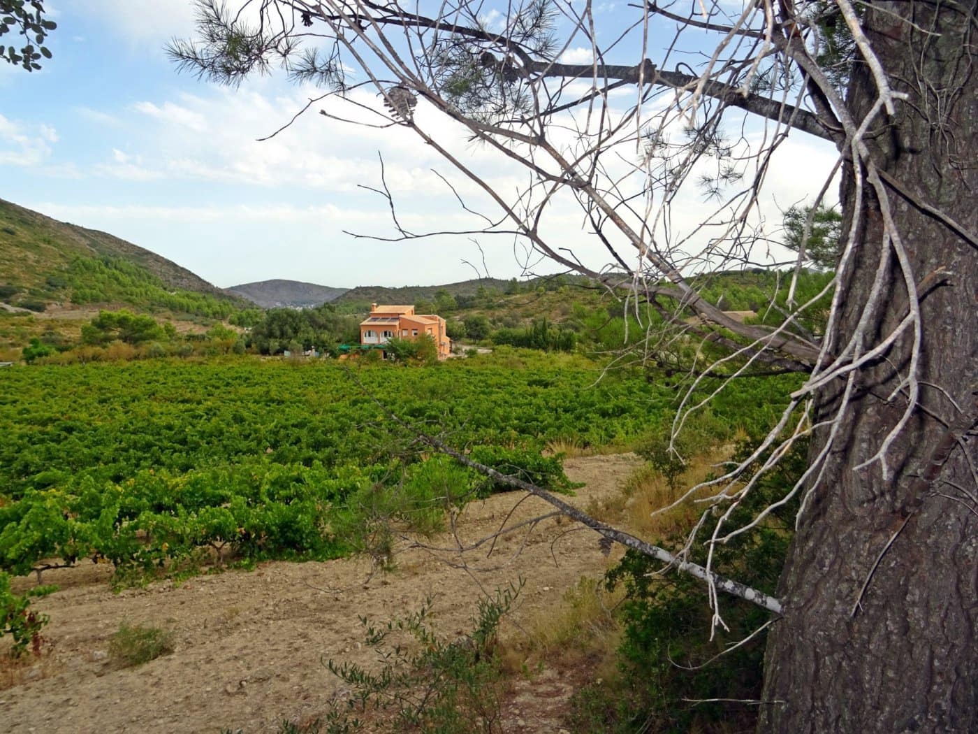 Virksomhed til salg i Jalon / Xalo - € 360.000 (Ref: 10157908)