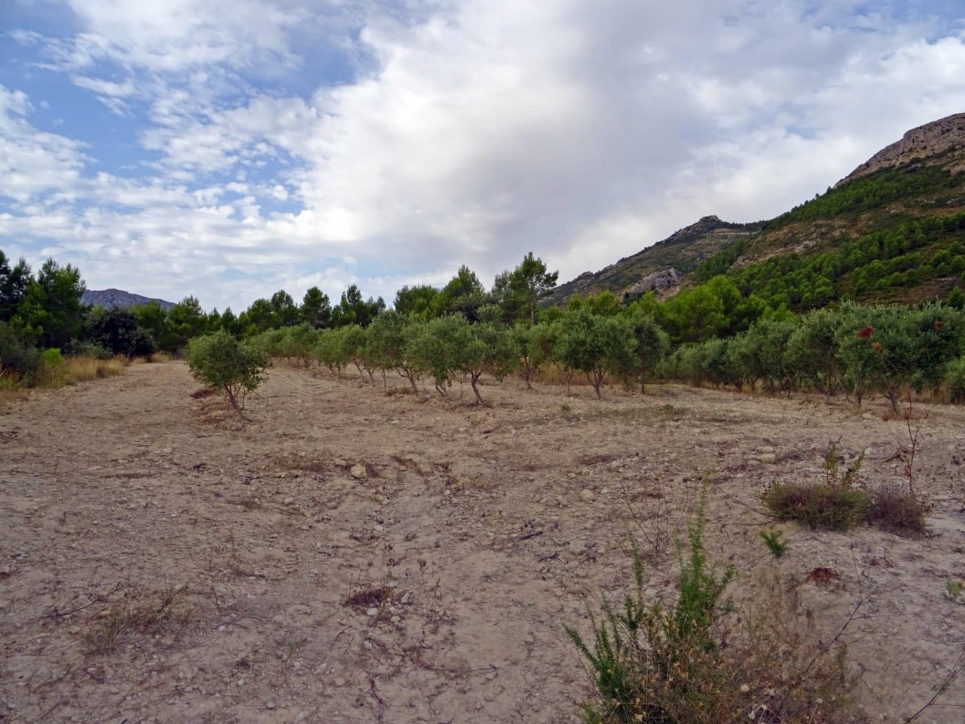 Virksomhed til salg i Jalon / Xalo - € 360.000 (Ref: 10157908)