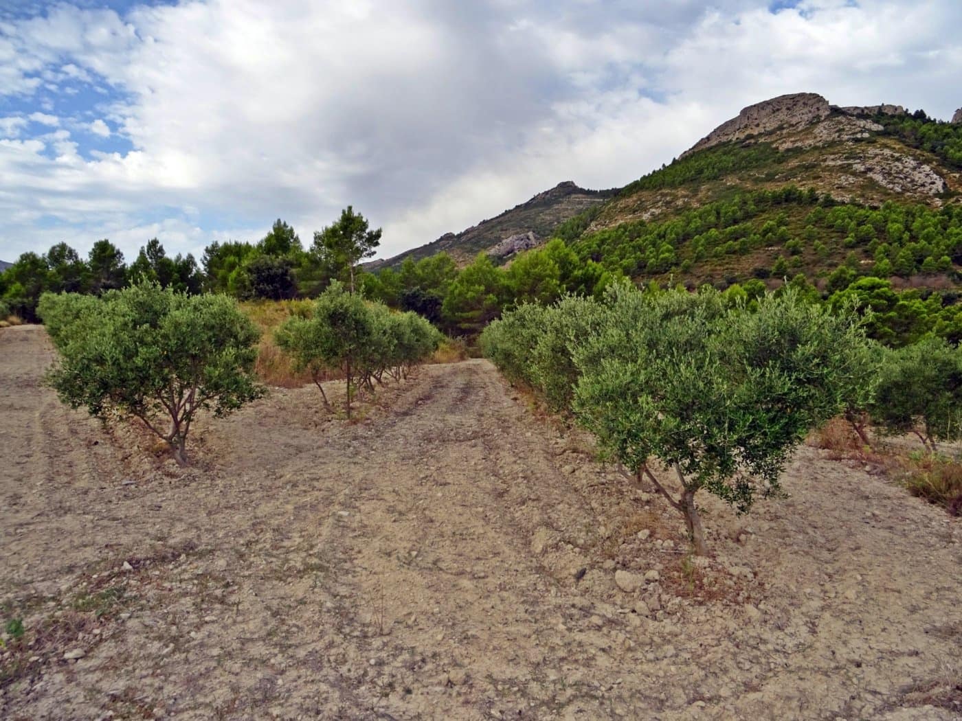 Virksomhed til salg i Jalon / Xalo - € 360.000 (Ref: 10157908)