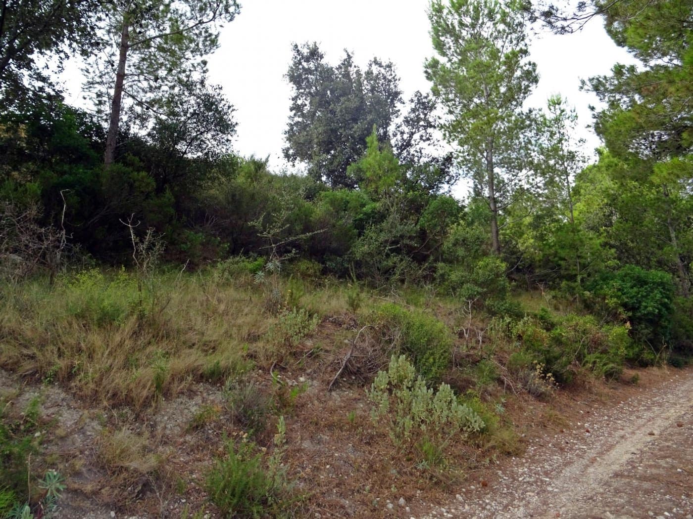 Virksomhed til salg i Jalon / Xalo - € 360.000 (Ref: 10157908)