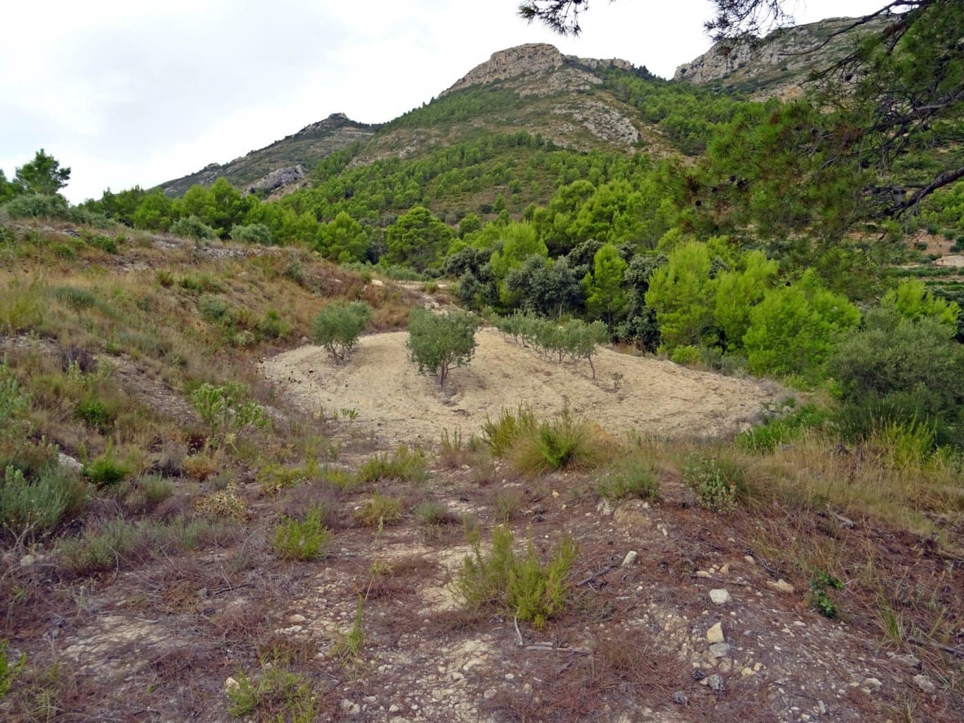 Virksomhed til salg i Jalon / Xalo - € 360.000 (Ref: 10157908)