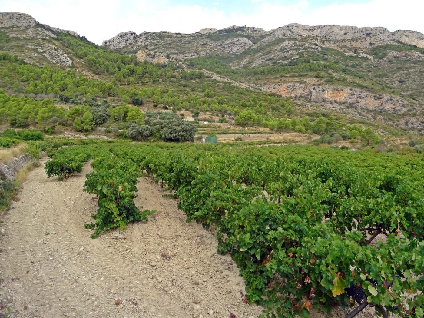 Virksomhed til salg i Jalon / Xalo - € 360.000 (Ref: 10157908)