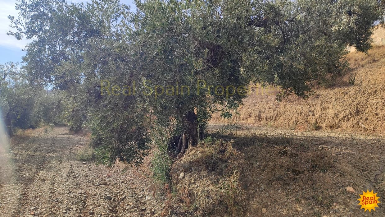 Grunde uden byggetilladelser til salg i Velez-Rubio - € 24.000 (Ref: 8417196)