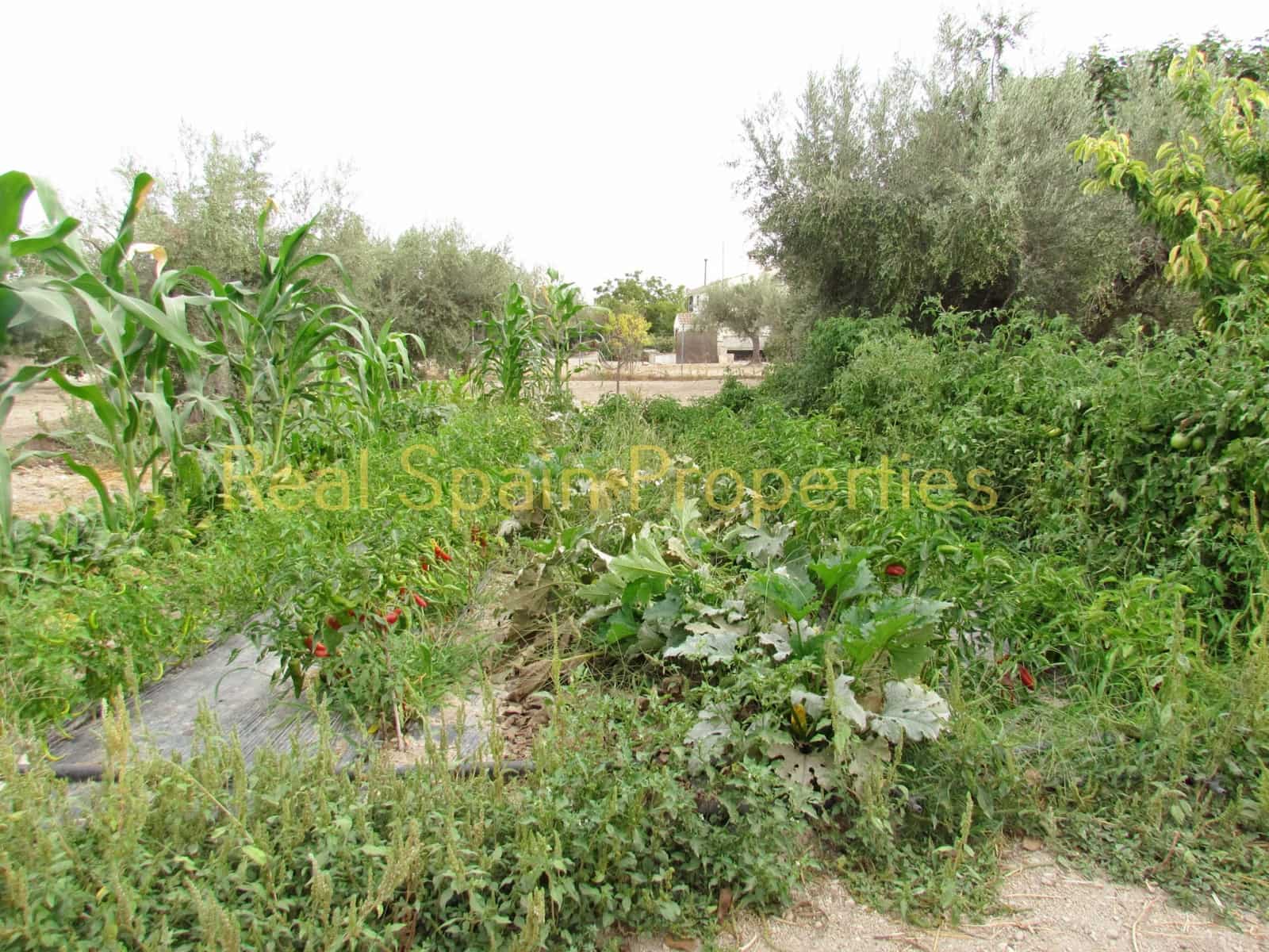 3 camera da letto Finca/Casa di Campagna in vendita in Velez-Rubio - 149.000 € (Rif: 8417221)