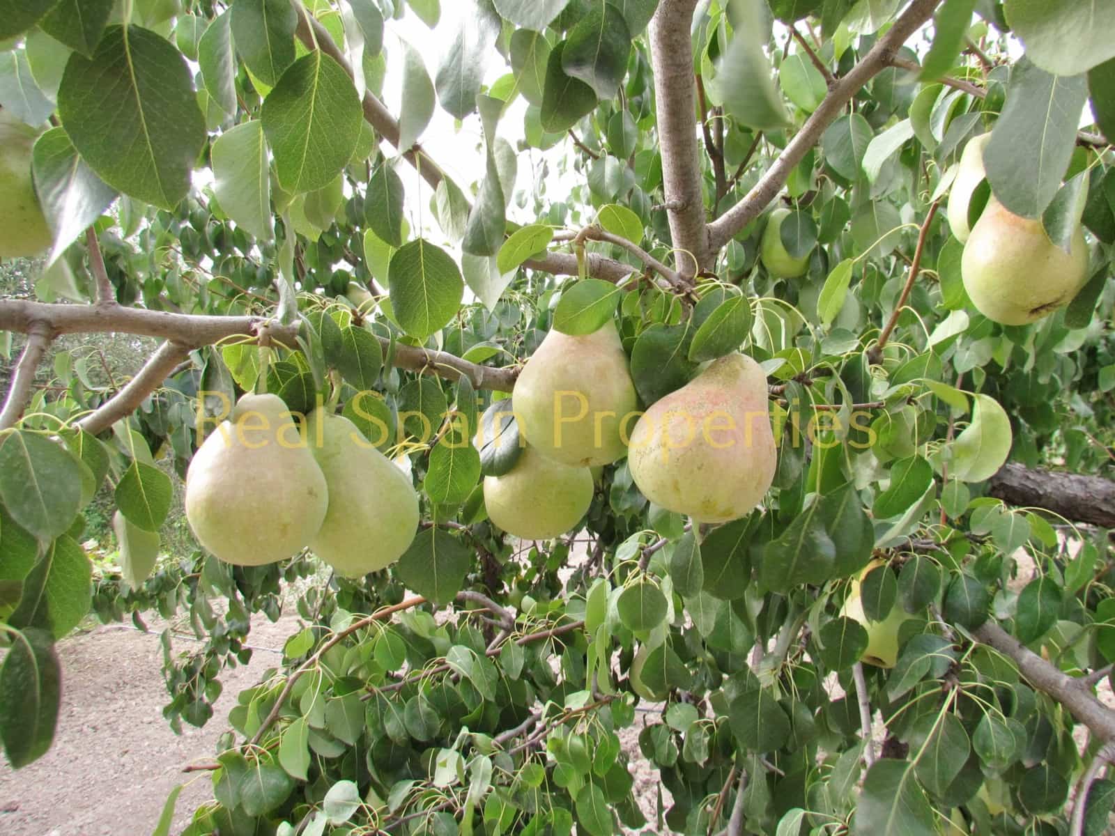 3 camera da letto Finca/Casa di Campagna in vendita in Velez-Rubio - 149.000 € (Rif: 8417221)