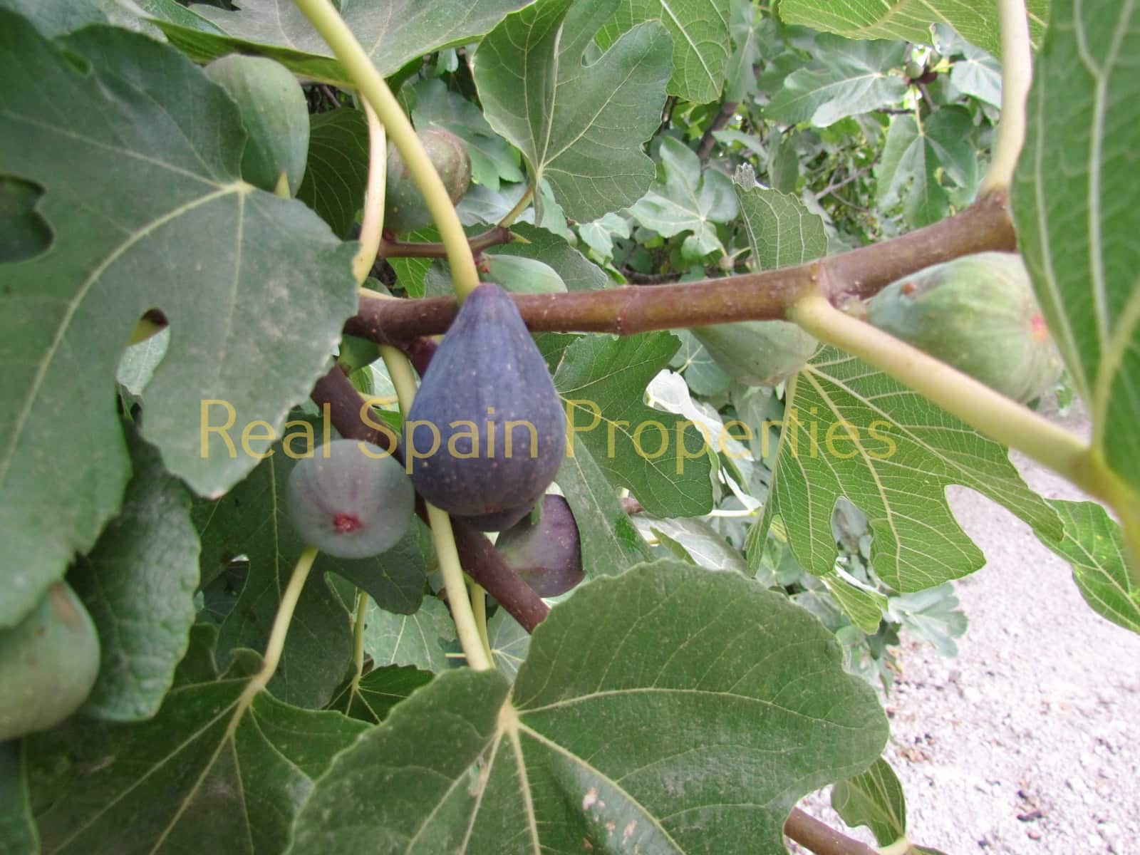 3 camera da letto Finca/Casa di Campagna in vendita in Velez-Rubio - 149.000 € (Rif: 8417221)