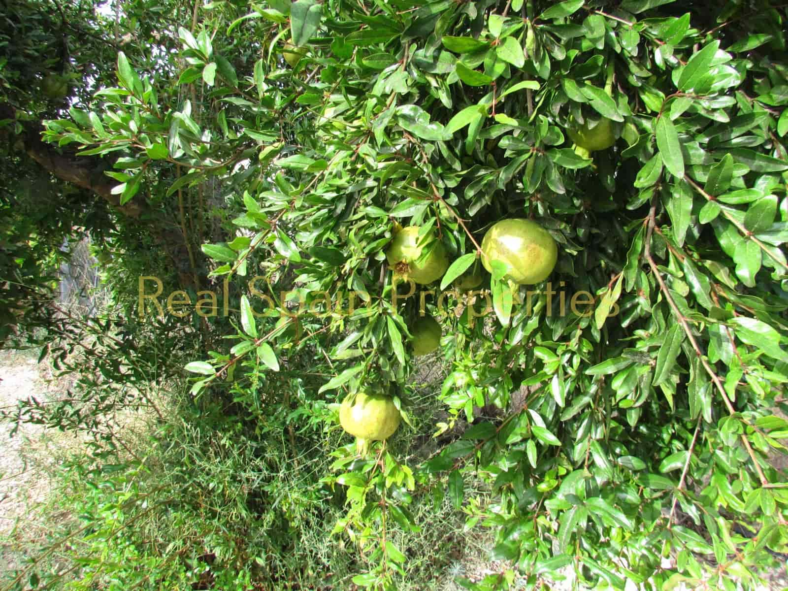 3 camera da letto Finca/Casa di Campagna in vendita in Velez-Rubio - 149.000 € (Rif: 8417221)