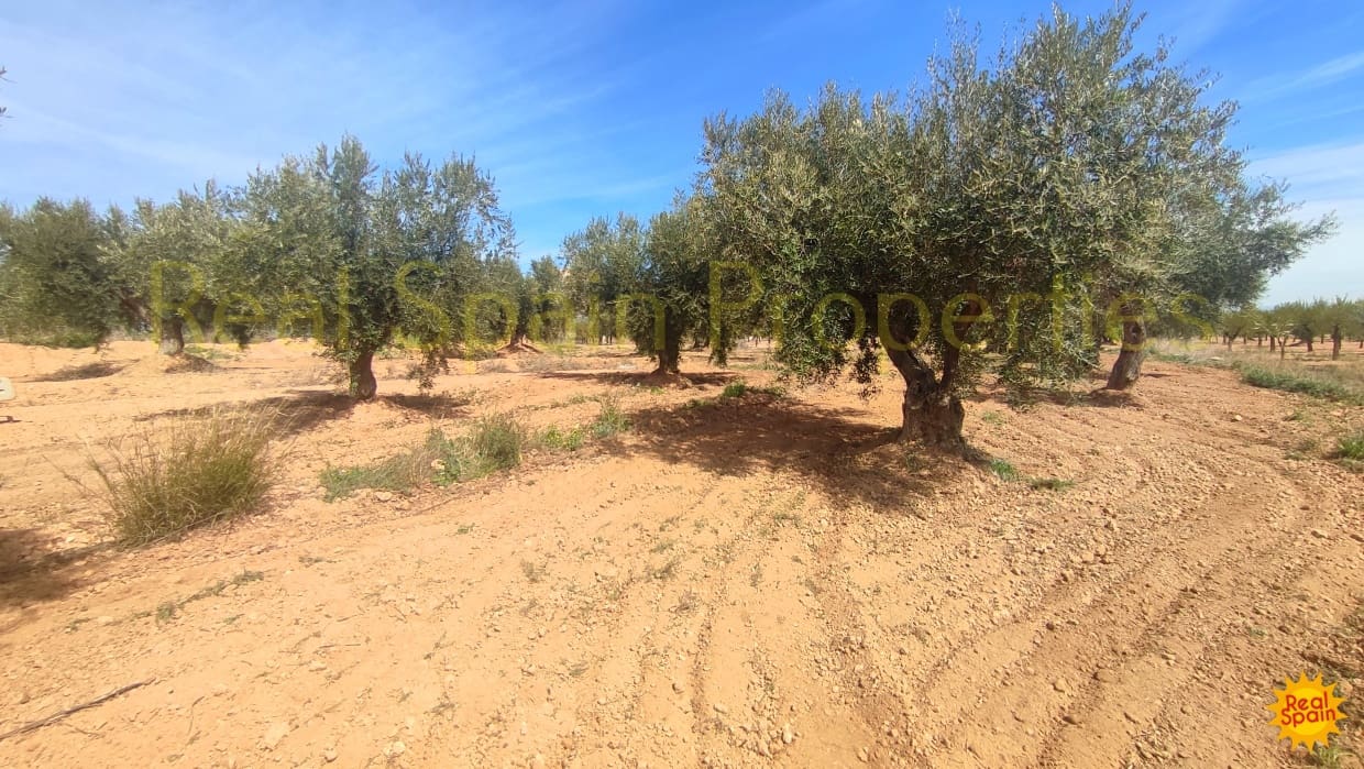Undeveloped Land for sale in Velez-Rubio - € 31,000 (Ref: 8417230)